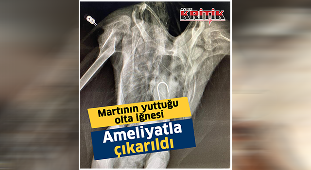 Martının yuttuğu olta iğnesi ameliyatla çıkarıldı