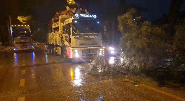 Nazilli’de ağaçlar, rüzgara dayanamadı