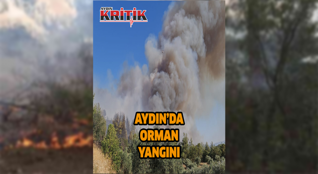 Aydın'da orman yangını