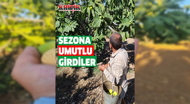 Aydınlı incir üreticileri sezona umutlu girdi