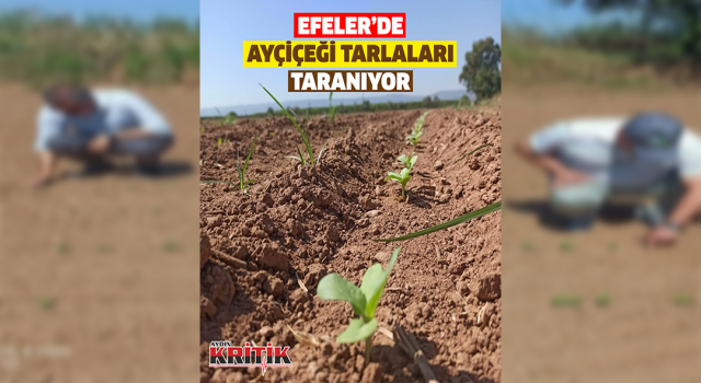 Efeler’de ayçiçeği tarlaları taranıyor