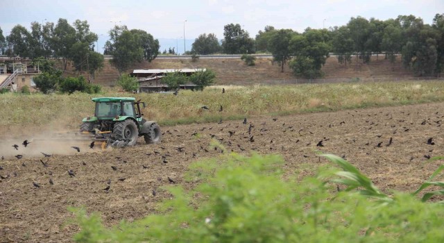 Kargaların yemek keyfi, tarlaları şenlendirdi