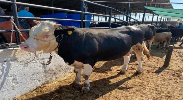 Kurban Bayramı’nda Aydın’da 72 bin 465 baş hayvan kurban edildi