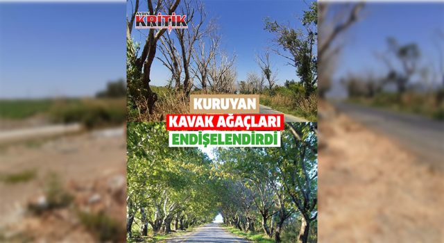 Kuruyan kavak ağaçları endişelendirdi