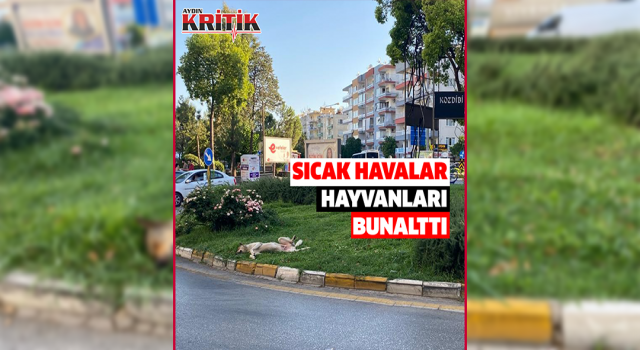 Sıcak hava insanlar kadar hayvanları da olumsuz etkiliyor