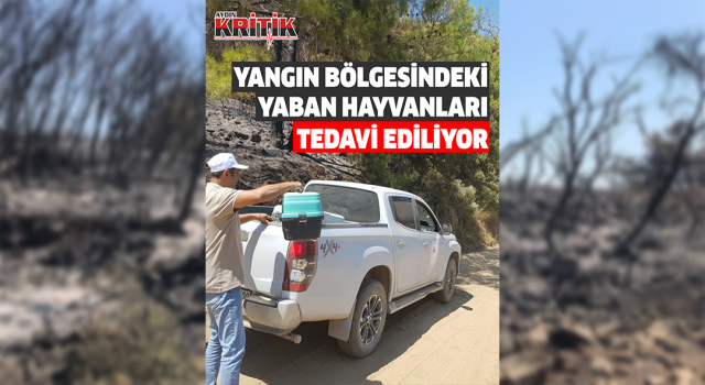 Yangın bölgesindeki yaban hayvanları tedavi ediliyor