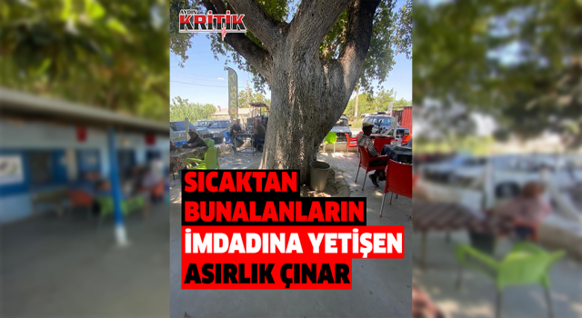 Asırlık çınar ağacının gölgesinde hem serinliyor hem de yorgunluk atıyorlar