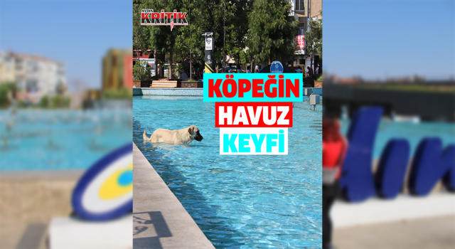 Aydın’da sıcaktan bunalan köpeğin havuz keyfi