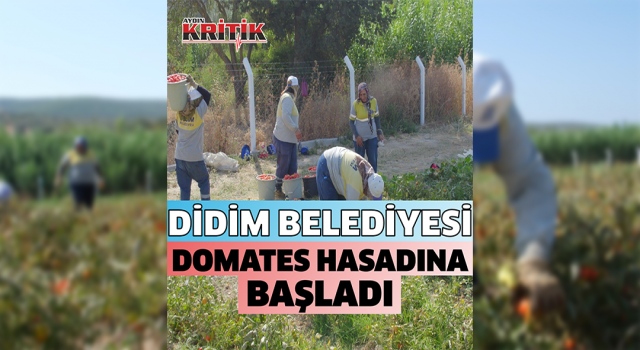 Didim Belediyesi domates hasadına başladı