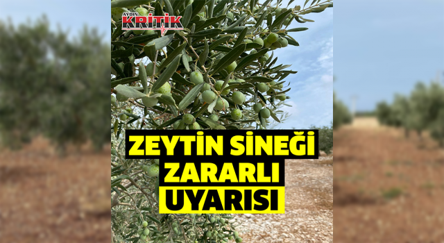 Didimli üreticilere zeytin sineği zararlısı uyarısı