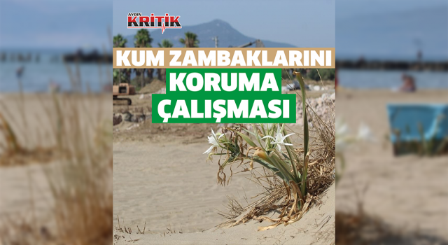 EKODOSD, kum zambaklarının korunması için çalışma başlattı