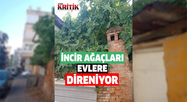 İncir ağaçları apartmanlara direniyor