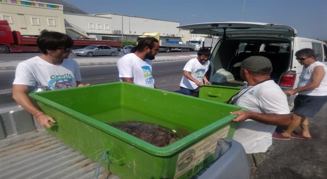 İzmir’de yaralanan caretta caretta Aydın’da tedavi edildi