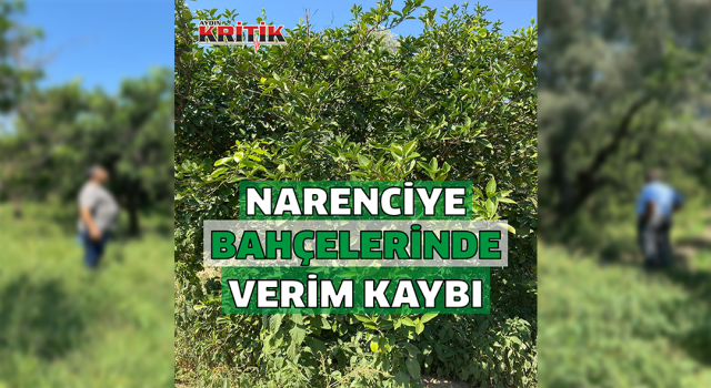 Narenciye bahçelerindeki verim kaybı araştırılıyor