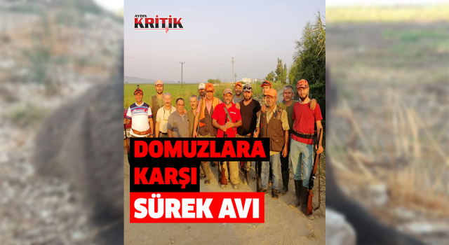 Söke’de üreticinin korkulu rüyası domuzlara karşı sürek avı devam ediyor