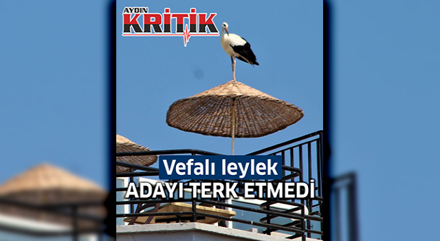 Vefalı leylek adayı terk etmedi