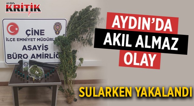 Aydın'da akıl almaz olay, sularken yakalandı