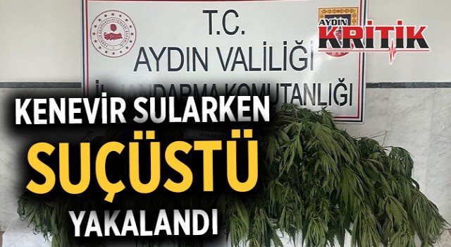 Kenevir sularken suçüstü yakalandı