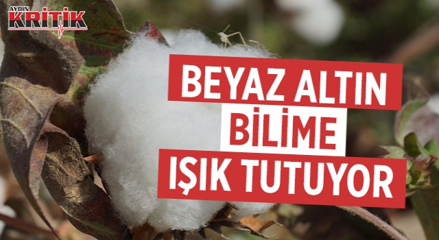 Beyaz altın bilime ışık tutuyor