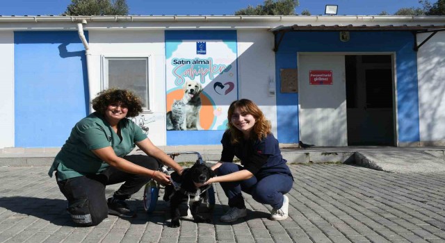 Felçli köpek ’Karam’ ilgi ve sevgiyle yeniden yürümeye başladı