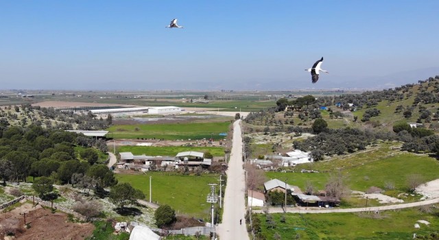 Baharın müjdecisi leylekler Aydın semalarında görsel şölen oluşturuyor