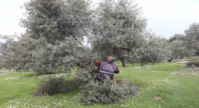 Efeler’deki zeytin bahçelerinde bakım çalışmaları devam ediyor