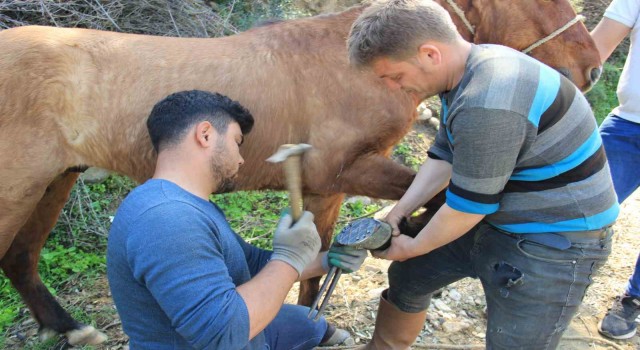 Aydın’da nisan yağışlarıyla sarp arazilerin tavı geldi, çifte koşulan atlar bakıma alındı