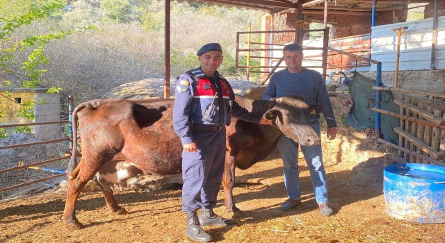 Kayıp inek jandarma ekipleri tarafından bulundu