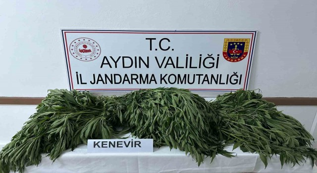 Aydın’da 90 kök kenevir ele geçirildi