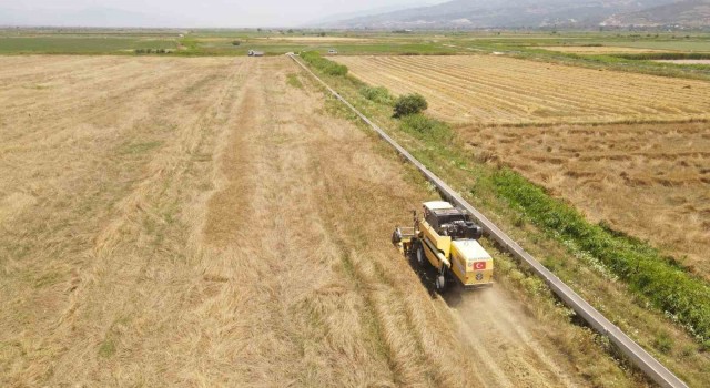 Efeler Belediyesi’nden buğday hasadı