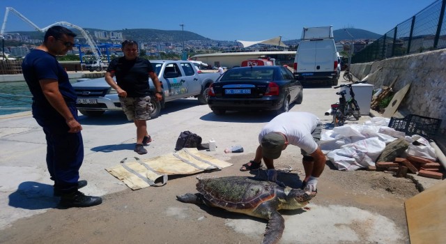 Kuşadası’nda deniz kaplumbağası ölü olarak bulundu