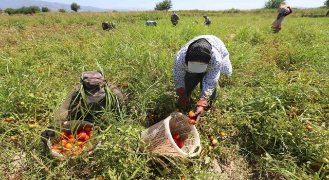 Efeler’in domatesleri hasat ediliyor