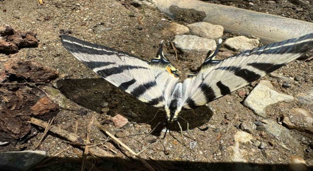 Türkiye’de nadir görülen zebra kırlangıç kuyruklu kelebek Aydın’da görüntülendi