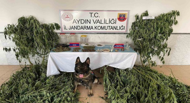 Aydın’da jandarma ekipleri uyuşturucuya geçit vermedi: 1 tutuklama