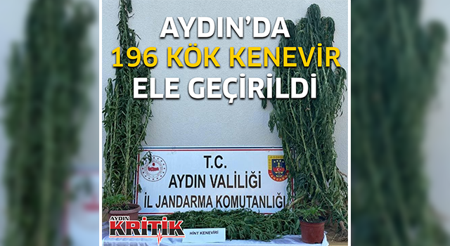 Aydın'da 196 kök kenevir ele geçirildi