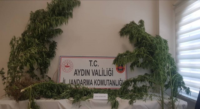 Aydın'da torbacı operasyonu