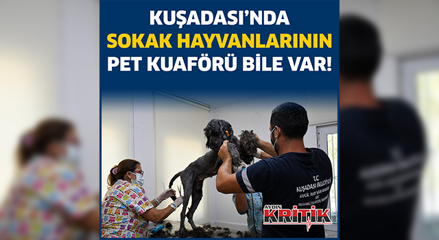 KUŞADASI’NDA SOKAK HAYVANLARININ PET KUAFÖRÜ BİLE VAR!