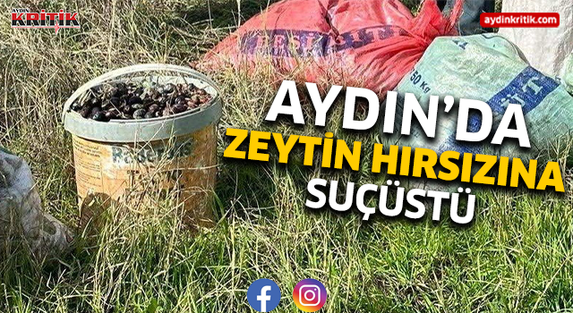 Aydın'da zeytin hırsızına suçüstü