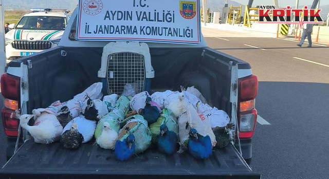 Aydın’da Yolcu Otobüsünde Kaçak Tavus Kuşu Ele Geçirildi