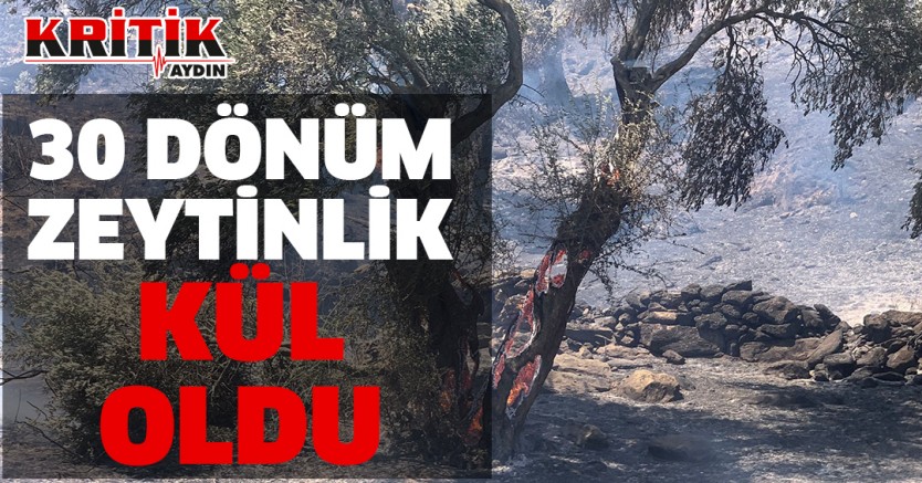 30 dönüm zeytinlik arazi kül oldu