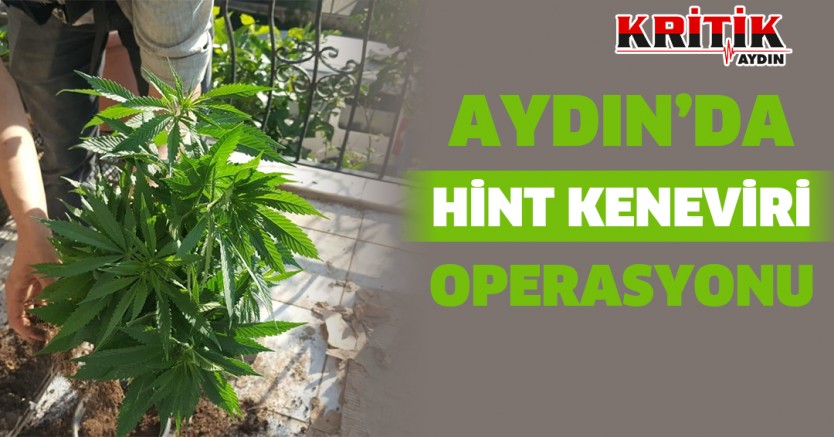 Aydın'da Hint Keneviri Operasyonu