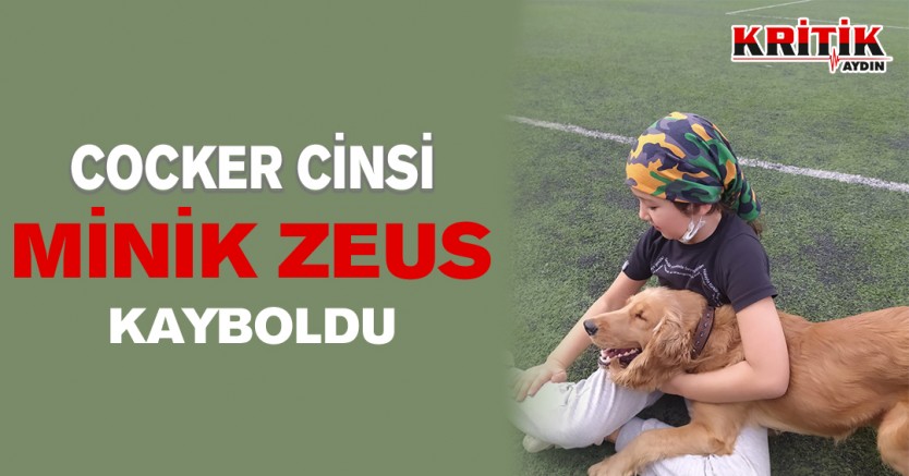 COCKER CİNSİ MİNİK ZEUS KAYBOLDU