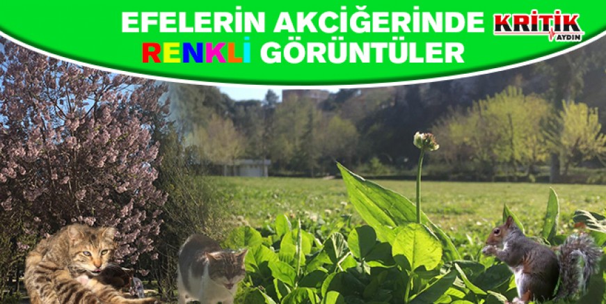 Efelerin Akciğerinde renkli görüntüler