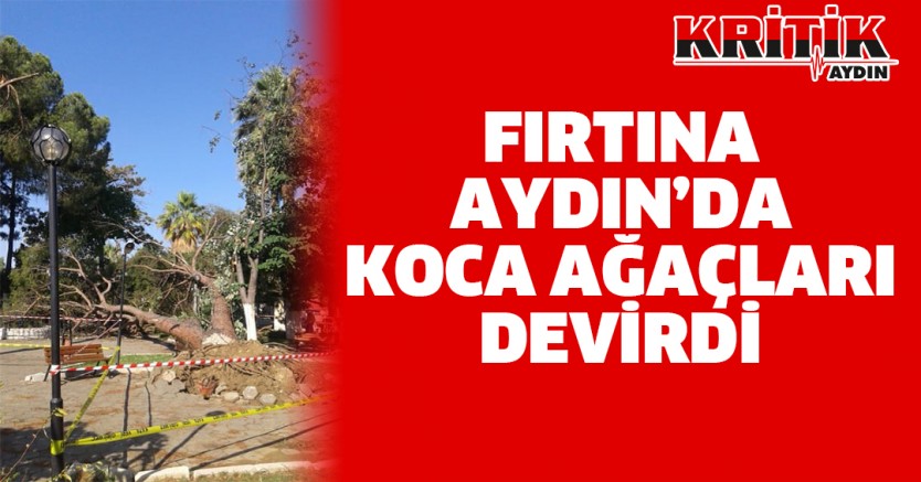 Fırtına Aydın'da koca ağaçları devirdi