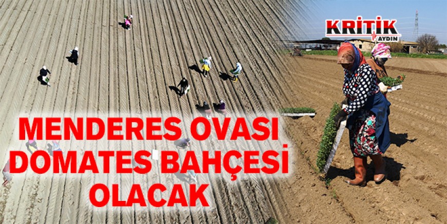 Menderes ovası domates bahçesi olacak