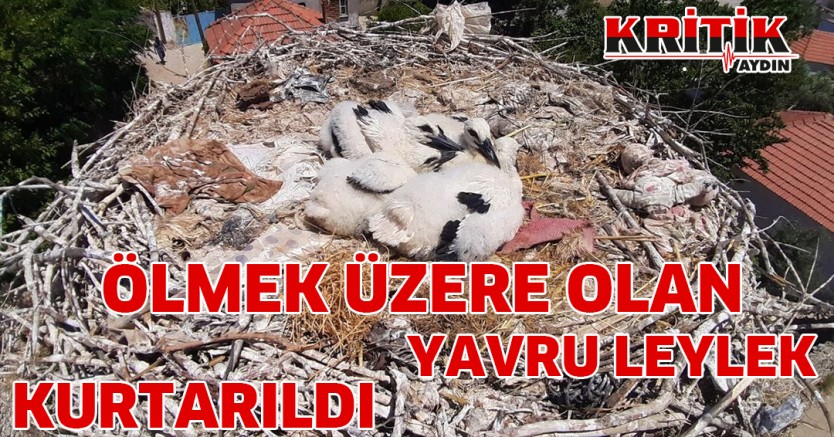 Ölmek Üzere Olan Yavru Leylek Kurtarıldı