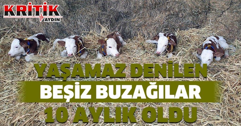 Yaşamaz Denilen Beşiz Buzağılar 10 Aylık Oldu