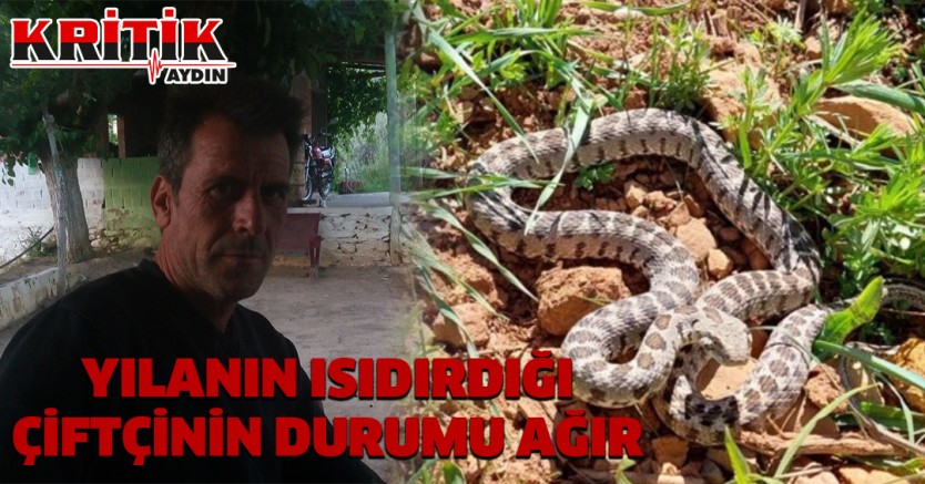 Yılanın ısırdığı çiftçinin durumu ağır