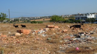 Didim’de keçilere zehirli incir tuzağı