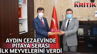 Aydın Cezaevi’nde kurulan pitaya serası ilk ürünlerini verdi